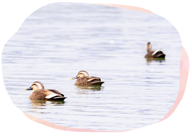 戸津池ゴルフセンターの池を泳ぐカルガモ